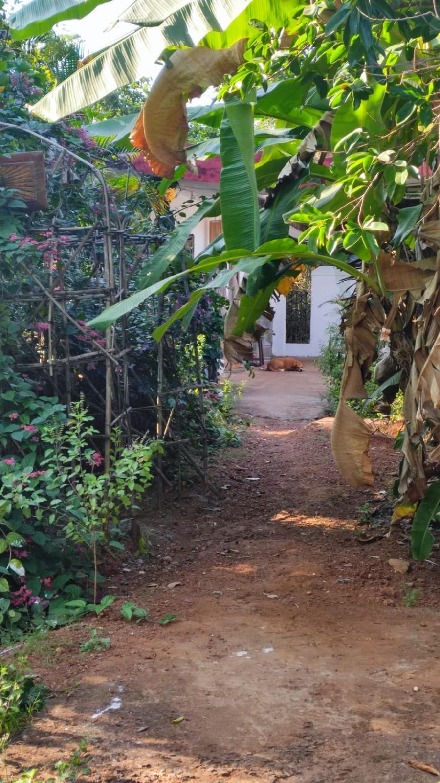 Hill View Guest House Anjuna Exterior foto